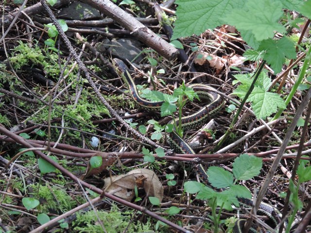 slithering snake